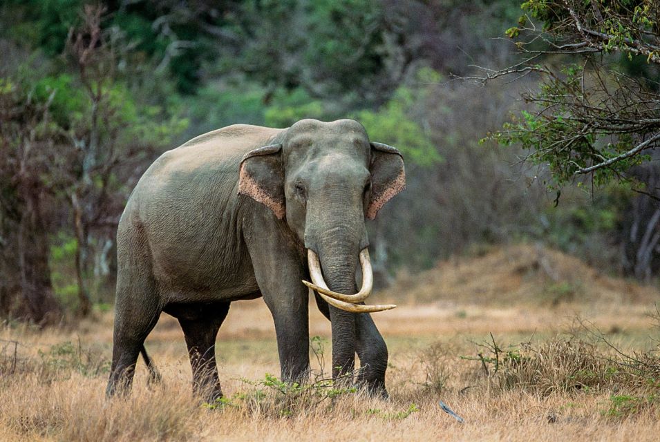 Minneriya: Minneriya National Park Private Safari - Activity Overview