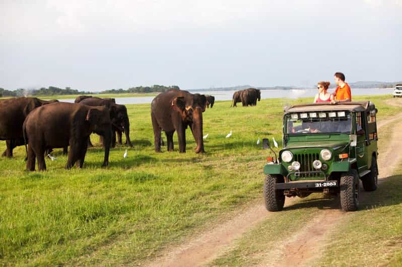 Minneriya:Jeep Safari From Kandy - Itinerary and Highlights