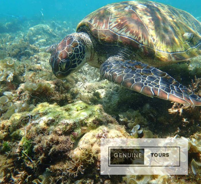 Moalboal: Scuba Diving With the Sardine and Sea Turtles - Scuba Diving Experience Overview