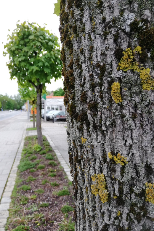 Munich: City Tree Tour - Marvel at the Abilities of the Green Giants - Exploring the Tour Experience