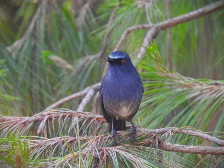 Munnar Birding and Bird Photography Trip