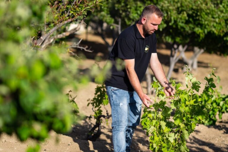 Mykonos: Winery Vineyard Experience With Food & Wine Tasting