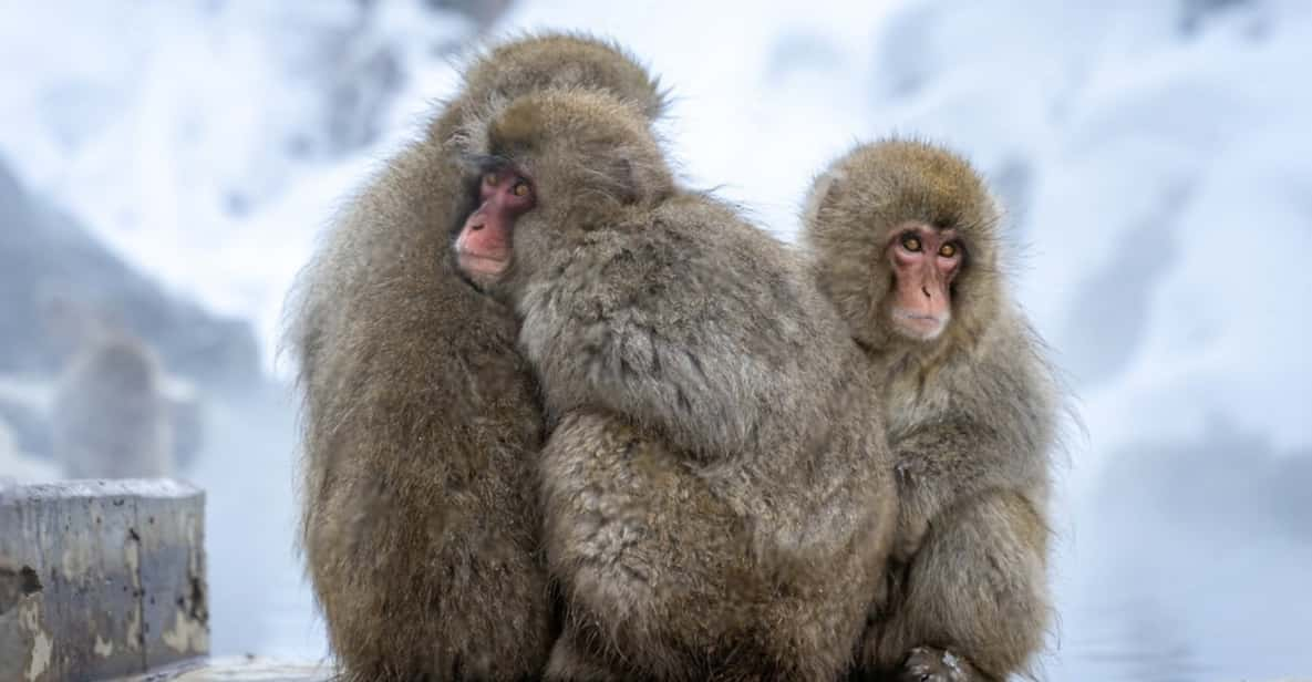 Nagano: Snow Monkeys, Zenkoji Temple - Journey to Nagano