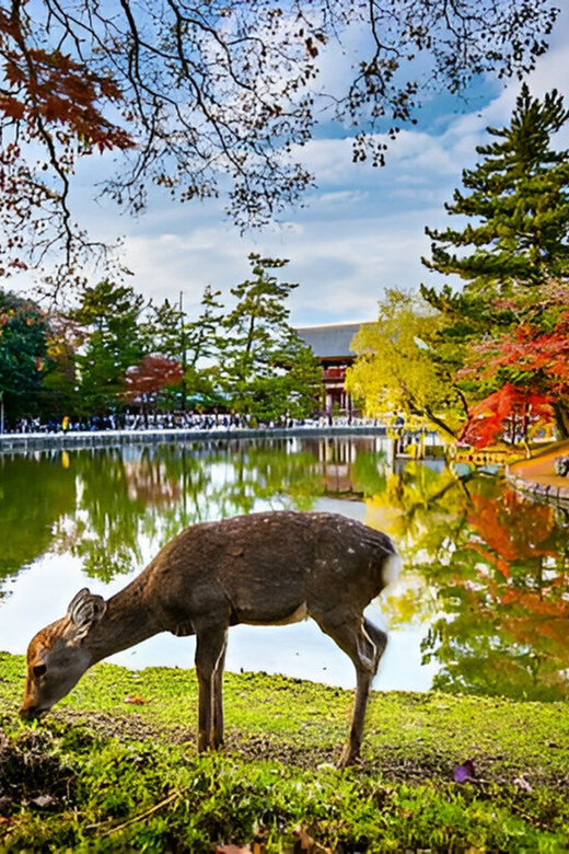 Nara Private Tour With English-Speaking Driver - Itinerary Highlights