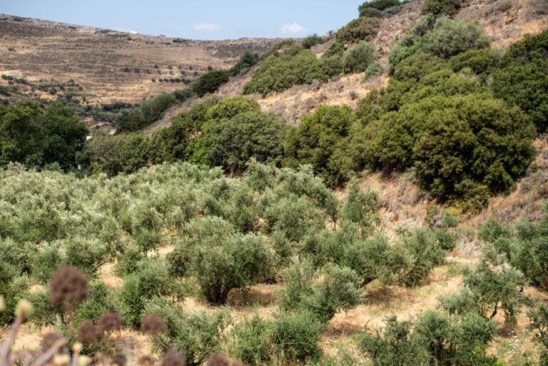 Naxos: Half-Day Olive Oil Tour With Tastings