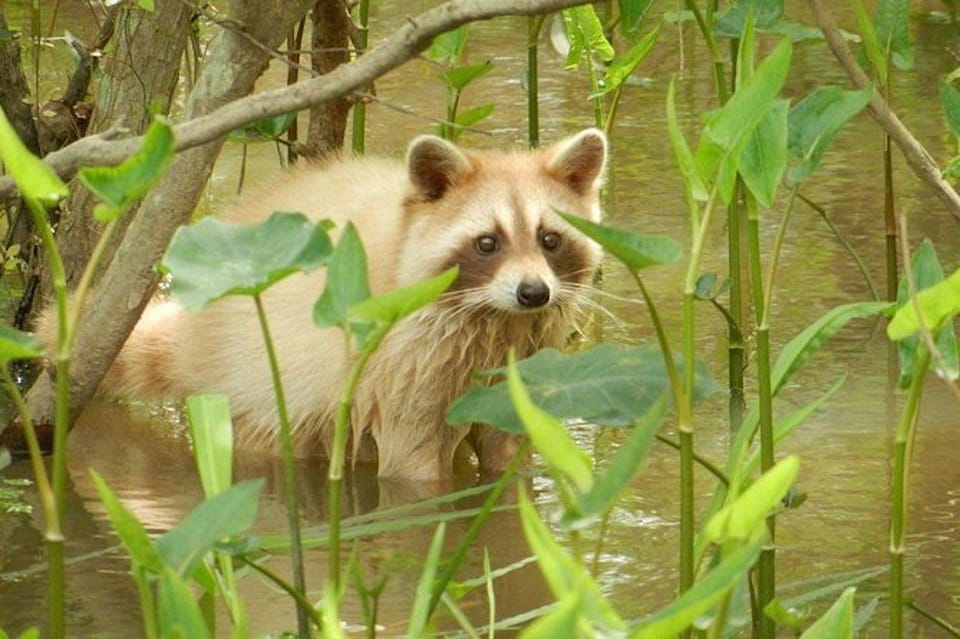 New Orleans: Honey Island Swamp and Bayou Boat Tour - Tour Overview