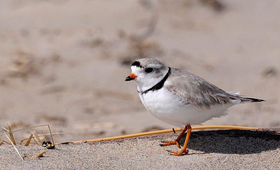 Newburyport: Plum Island Bird Watching Tour W/Transportation - Tour Overview