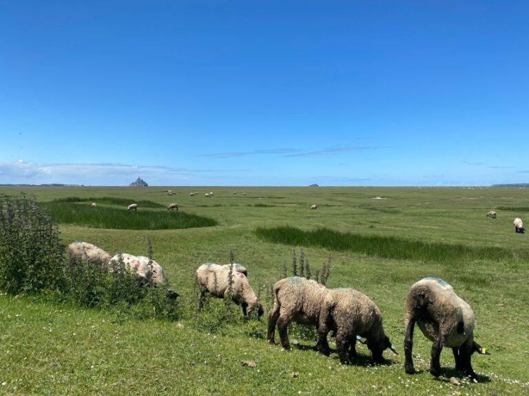 Normandy: Private Guided Tour With a Local Expert