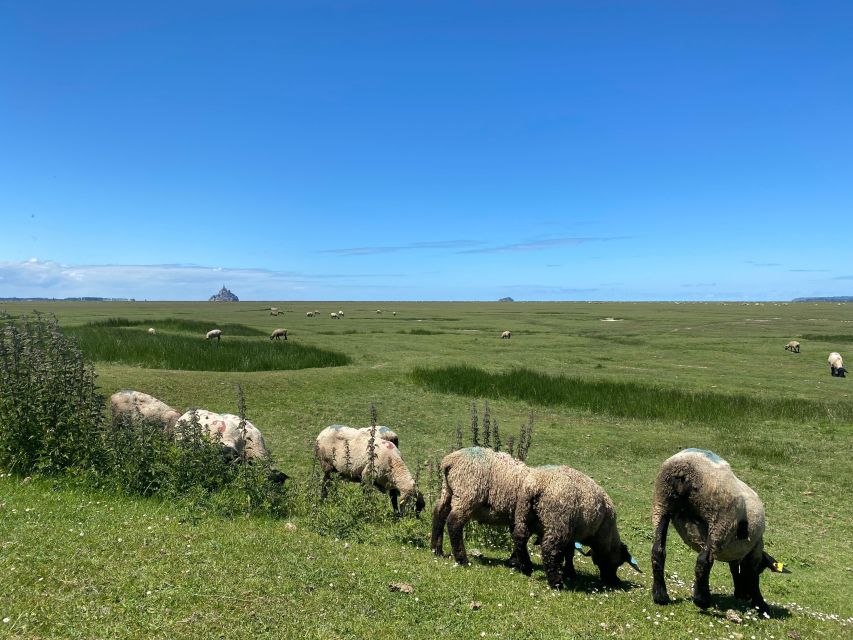 Normandy: Private Guided Tour With a Local Expert - Overview of the Tour