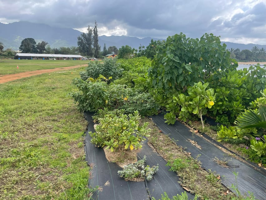 Oahu: Shoreline Restoration Tour W/ Native Plants & Animals - Tour Overview and Details