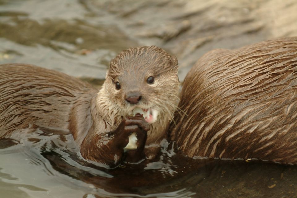 Oberhausen: SEA LIFE Ticket and Behind the Scenes Tour - Overview of SEA LIFE Experience