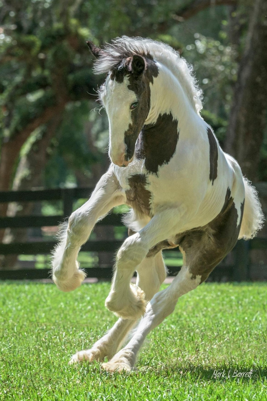 Ocala: Gypsy Gold Horse Farm Horses & History Tour - Gypsy Vanner Horse Breed