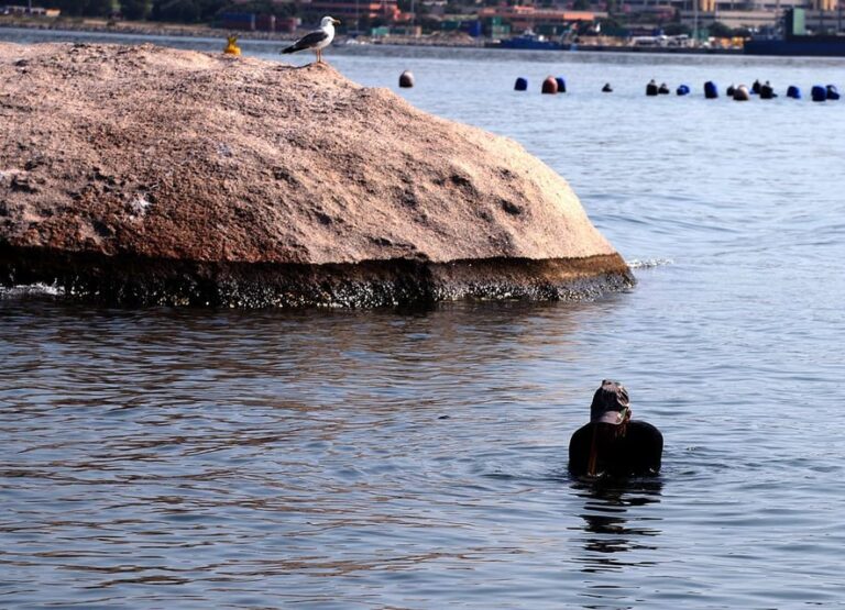 Olbia: Gulf of Olbia Boat Tour