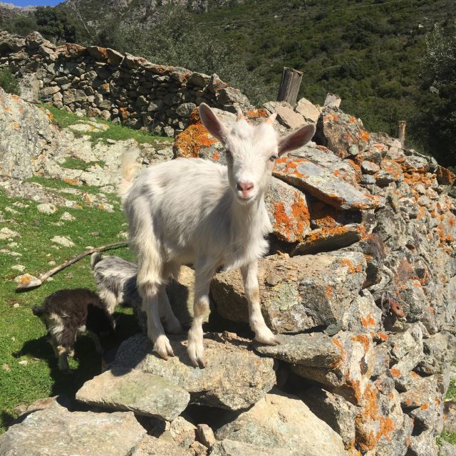 Old Villages Authenticity Corsica - Experience Overview