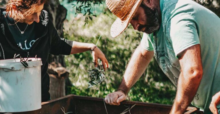 Olive Harvesting & Olive Oil Tasting