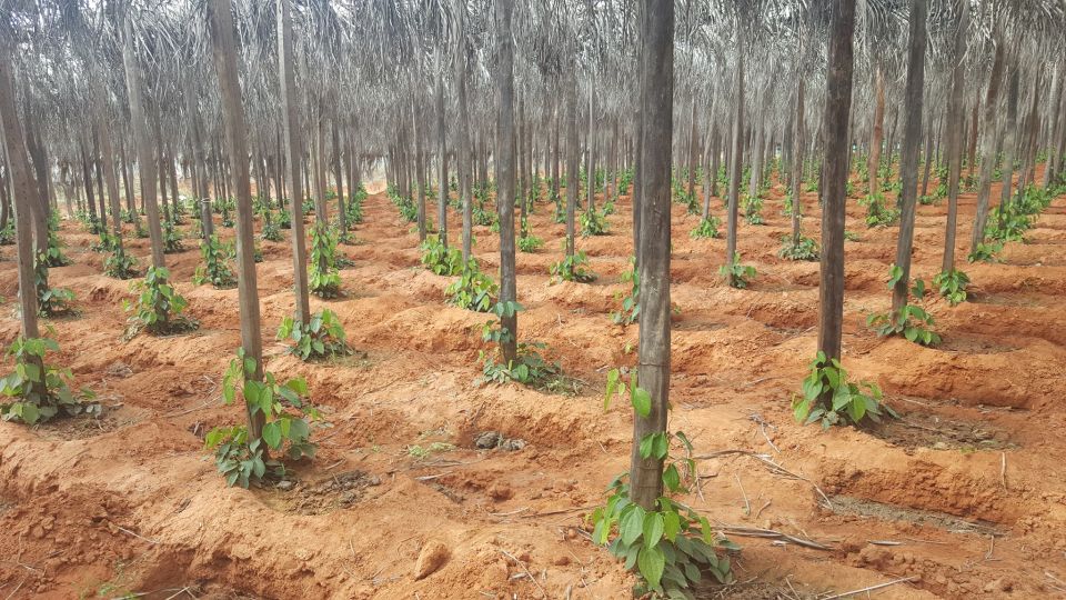 One Day Trip to Pepper Farm, Chhngok Temple and Salt Field - Overview of the Trip