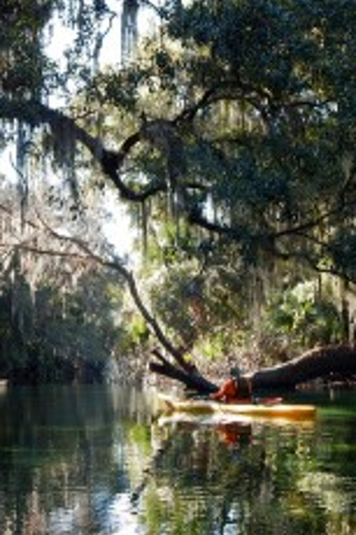 Orlando: Kayaking Tour With Manatee Encounter - Wildlife Experience