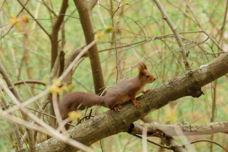 Oslo: Skjennungstoppen Wildlife Forest Hiking Tour