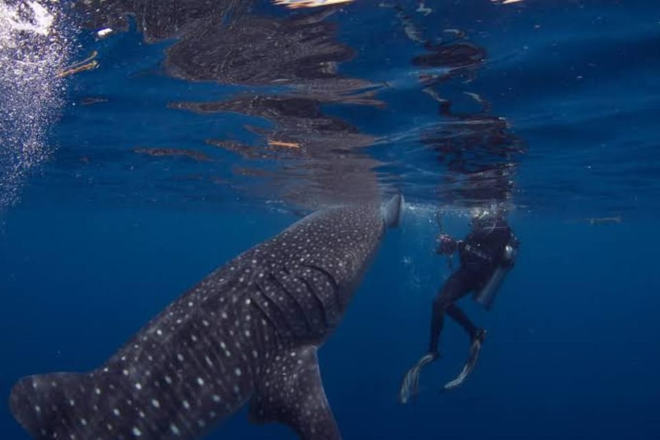 Oslob Cebu: Whaleshark Scuba Diving & Sumilon Sanctuary - Overview and Pricing