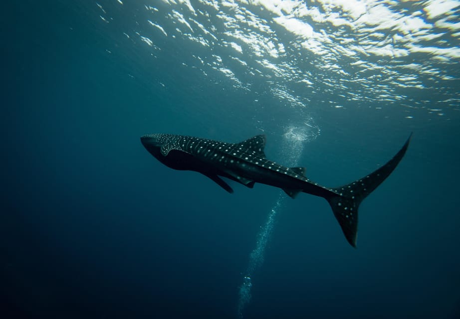 Oslob Cebu Whaleshark + Tumalog Waterfalls, From Cebu - Tour Overview and Pricing