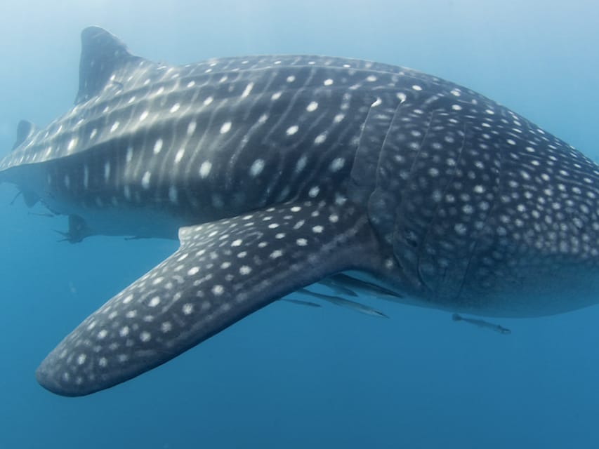 Oslob Whale Shark Watching and Sumilon Sandbar Tour - Itinerary Breakdown