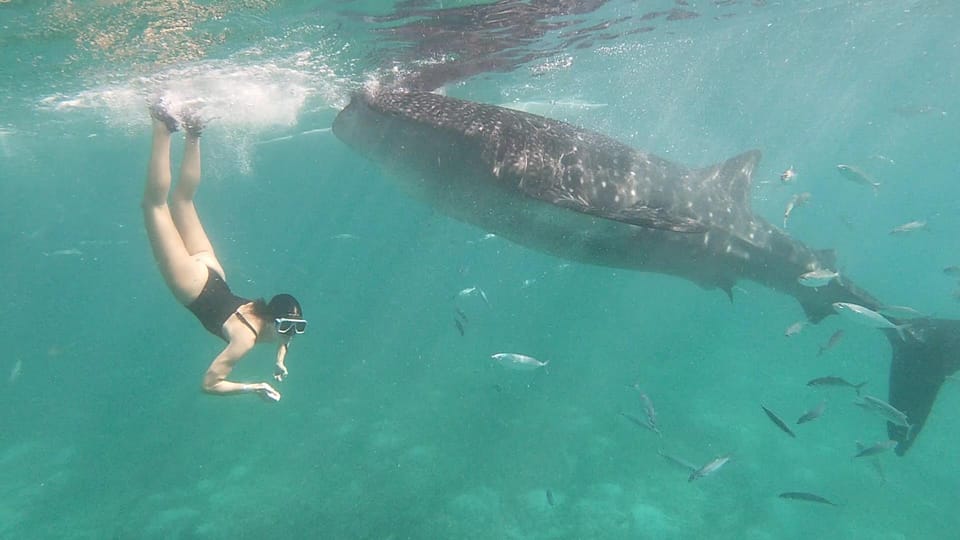 Oslob: Whale Shark Watching Experience - Activity Overview