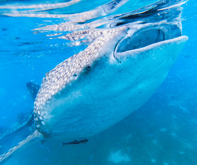 Oslob Whaleshark & Kawasan Falls Tour - Tour Overview