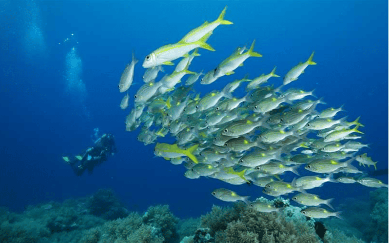 PALAUI REEF TOUR (Private)