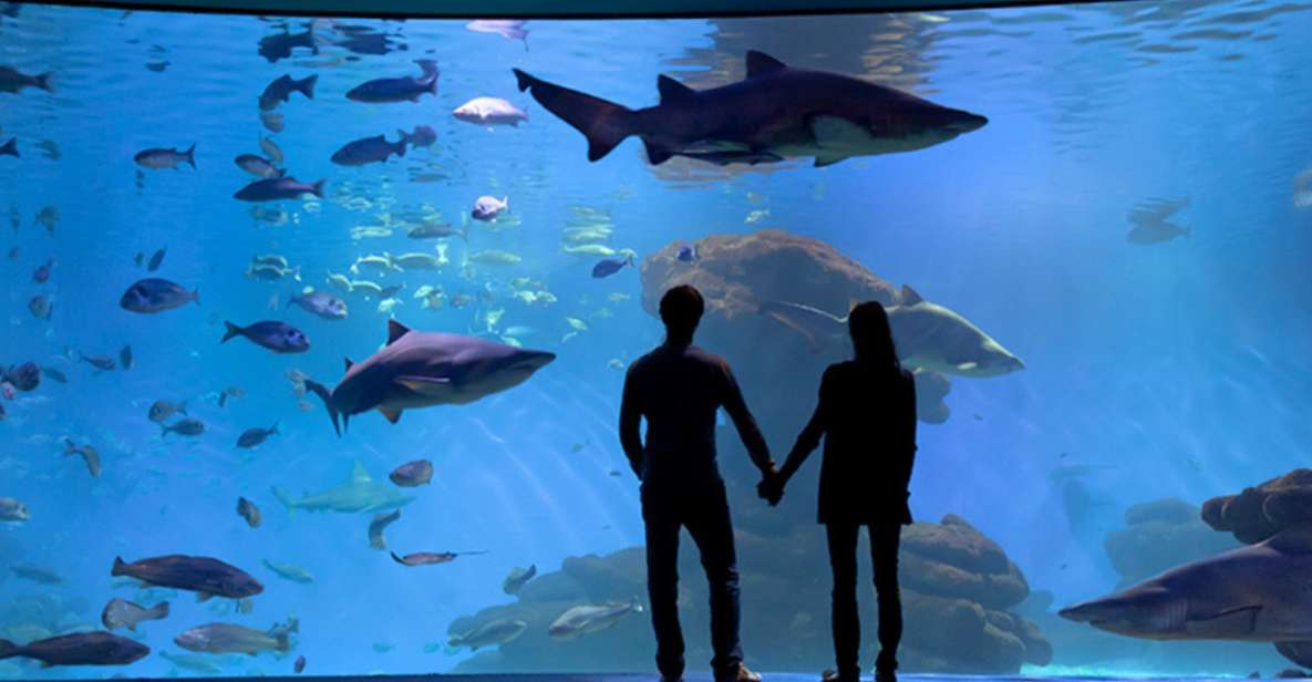 Palma: Palma Aquarium Ticket With Transfer Service - Ticket Details