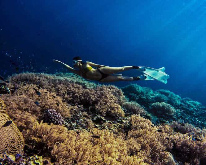 Panglao: Napaling Reef and Sardines Freediving Experience - Activity Overview