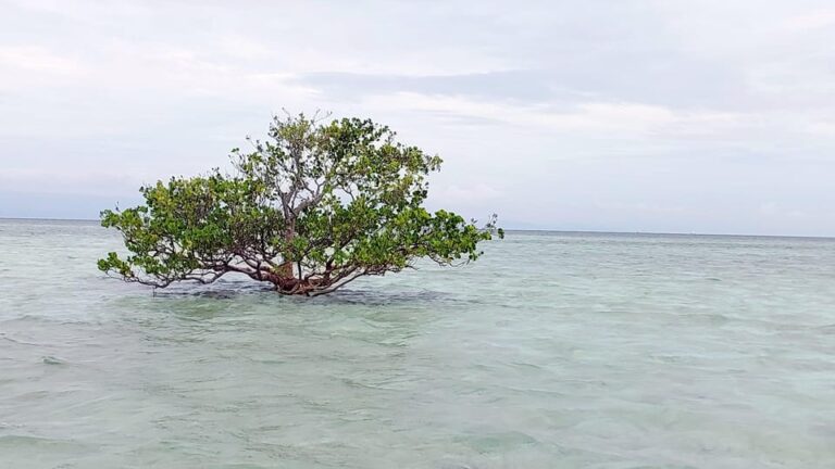 Panglao: Snorkeling With Turtles and the Secret Cave.