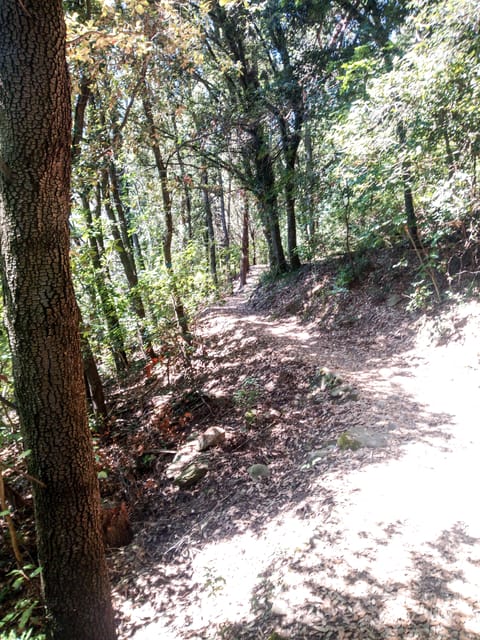 Panoramic Hiking in the Florentine Hills - Activity Overview