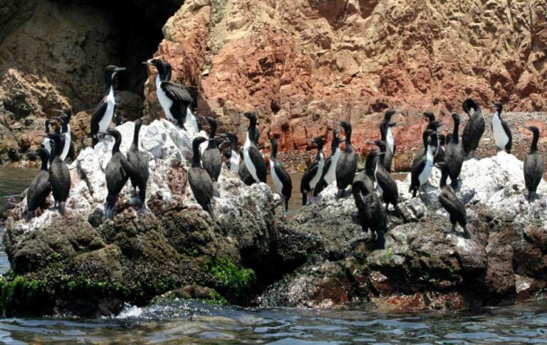 Paracas: Observation of Marine Fauna in Ballestas Islands