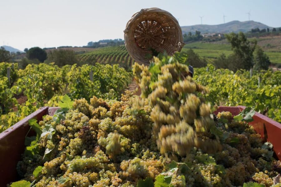 Partinico: Grape Harvest in the Lands of Frederick II of Swabia