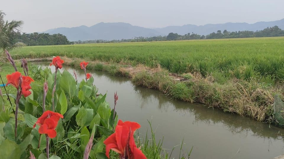 Penang: Balik Pulau Countryside Morning Cycling Tour - Tour Overview and Pricing