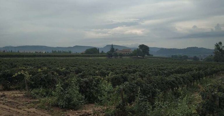 Penedes: Private Wine and Cava Tasting Tour