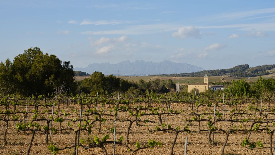 Penedès Vine to Wine: Personalized Cava Taste & Craft Workshop - Workshop Overview