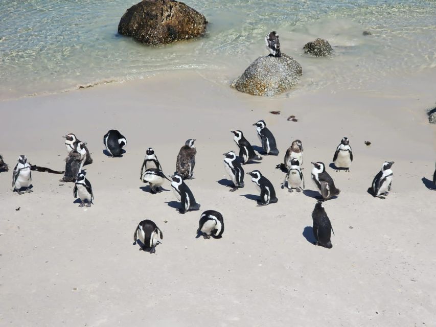 Penguin Half-Day Tour With Ticket Included (Join a Group) - Tour Overview and Pricing