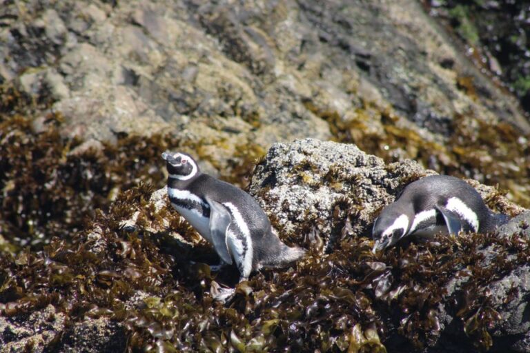 Penguins in Chiloé: Rocks and Birds.