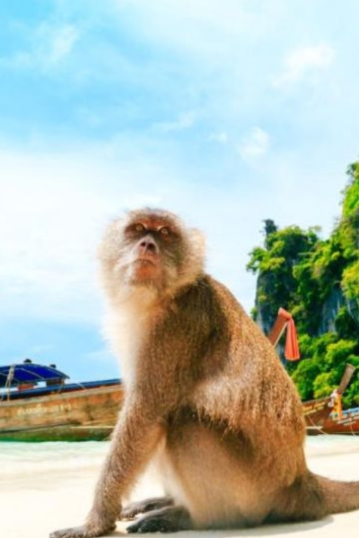 Phuket: Phi Phi Islands, Bamboo Island, and Pileh Lagoon … - Tour Inclusions