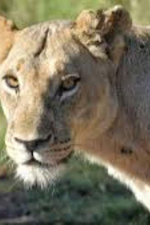 Pilanesberg : Mid Morning Game Drive