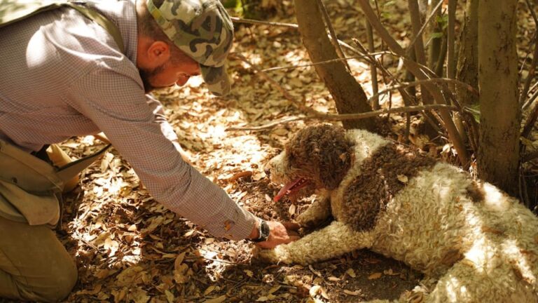 Pisa: Truffle Hunting in Tuscany With Tasting and Lunch