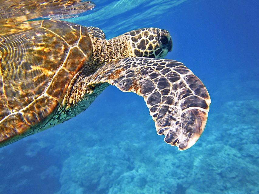 Port Barton: Island Hopping to Turtle Spot & Reef With Lunch - Overview of Island-Hopping Tour