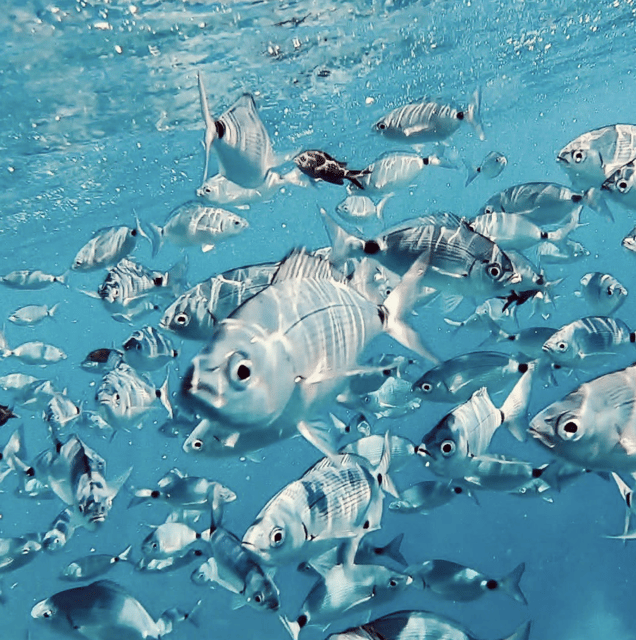 Port De Sóller: Snorkeling Tour With Professional Guide - Tour Highlights