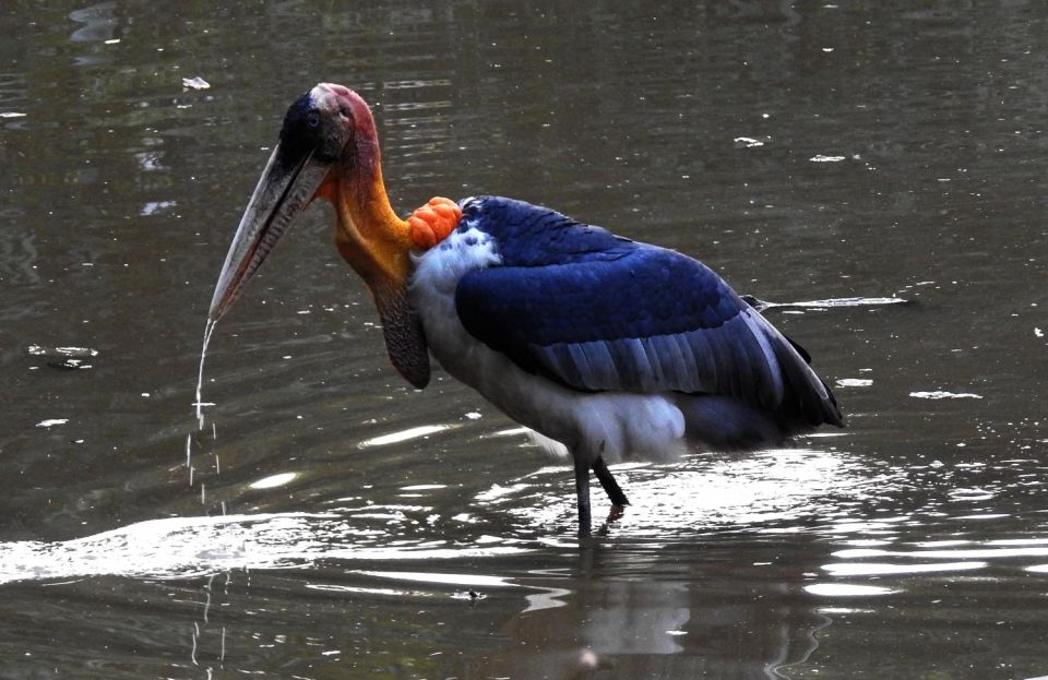 Prek Toal Bird Sanctuary and Great Lake Tour in Cambodia - Overview of the Tour