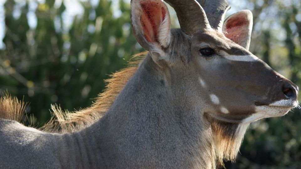 Premium Addo Elephant National Park Safari - Safari Overview