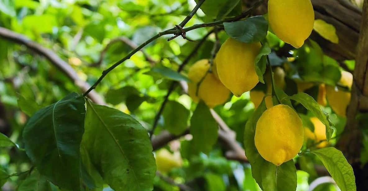 Private: Amalfi Organic Lemon Tour & Tasting - Itinerary and Highlights