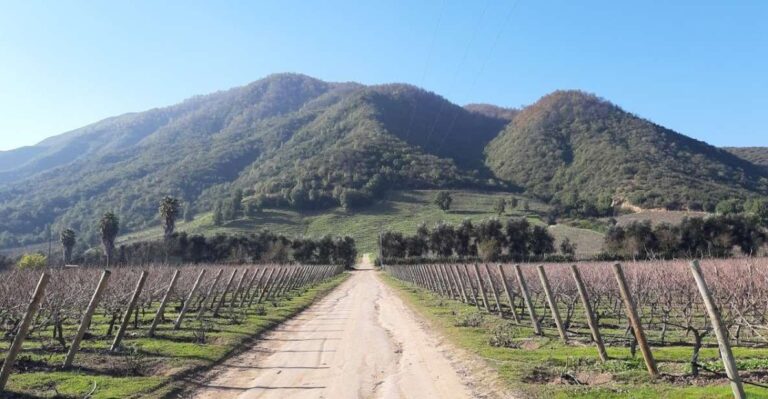 Private Full-Day Wine Tasting Tour in Colchagua Valley