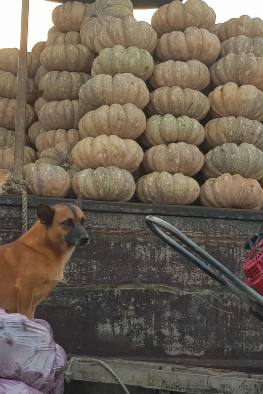 Private Half Day Tour - Cai Rang Floating Market - Tour Overview