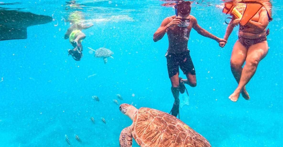 Private Snorkel Experience With Sea Turtle for Cruisers - Activity Overview